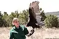 Festus, a turkey vulture, spreads his wings.