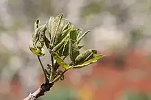 Leaves, Syria