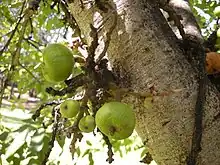 Image 67Fig trees often represent talismans with the udumbara (from List of mythological objects)