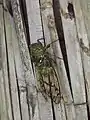Fidicina mannifera
