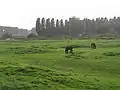 Nearby fields