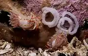 Two fiery nudibranchs with their egg ribbons