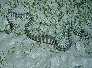 The aquatic file snake (A. granulatus) with hygroscopic skin, shown out of water.