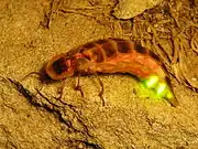 Lampyridae: Female common glowworm (Lampyris&nbsp;noctiluca) from Assos, Turkey