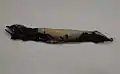 Pawnee dragonfish (Bathophilus pawneei)