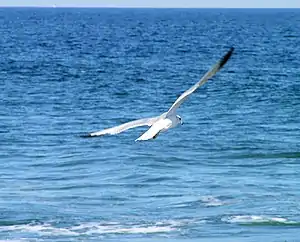 Seagull above the waters in Loch Arbour