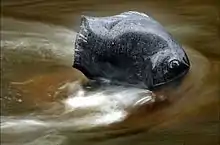 Wish fulfilling fish, Hagen city, Granite