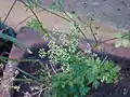 Flat-leaved parsley flower-Flor de perejil