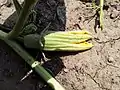 Another flower from the same plant, Aurora, Colorado