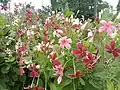 Flowers in morning