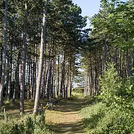 Scenery near the tip of Sjællands Odde.