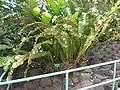 Bird's nest fern