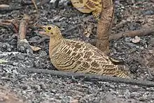 Four-banded sandgrouse