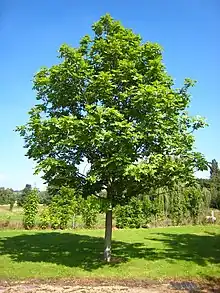 Image 22Fraxinus excelsior (from List of trees of Great Britain and Ireland)