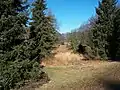 Evergreen conifers abound on the spacious property.