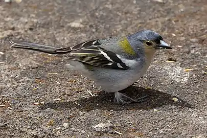 Male F. c. maderensis, Madeira