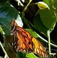 Profile of wings in sunlight