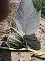 Immature Fruit, Aurora, Colorado