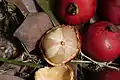 Fruit