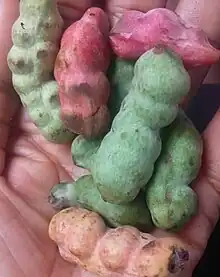 Fruits of Pepper Fruit (Dennettia Tripetala)