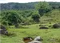 Greenery