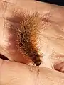 Ruby tiger caterpillar, Phragmatobia fuliginosa