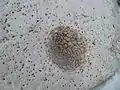 Limestone with crystallized imprint of a Sea Urchin found on the coast at Sangstrup Klint