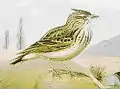 Crested larkGalerida cristata