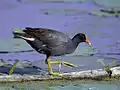 Common moorhen