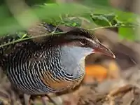 Buff-banded rail at Green Island National Park, Green Island, Queensland, Australia
