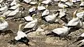 Gannets with chicks