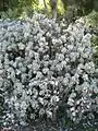 Crassula arborescens