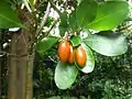 "fruit and foliage"