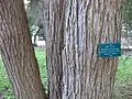 Trunk of M. bractata growing in California.