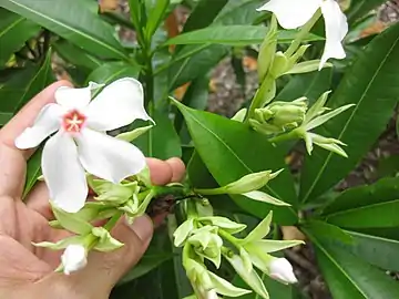 Inflorescence