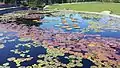 Garfield Park Conservatory Water Lily Pond