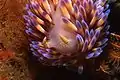 Rhinophores and rhinophoral crest