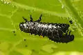 larvae