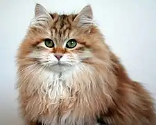 Sunshine Siberian cat.