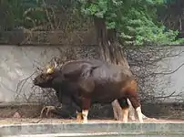 Gaur