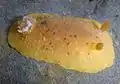 Geitodoris heathi from Pillar Point, California