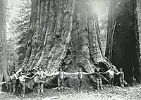 The felling crew holds hands around the base.