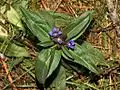 Plant of Gentiana cruciata