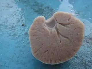 Geodia barretti
