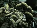 Geohintonia mexicana f. cristata