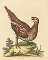 Plate 117: "The Long-tailed Grous from Hudson’s-Bay" now the sharp-tailed grouse (Tympanuchus phasianellus)