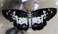 Imago (ventral view)