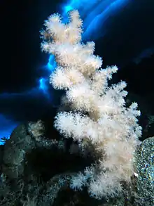 Gersemia antarctica