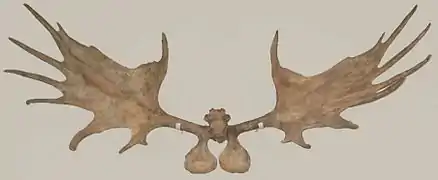 Irish elk are now extinct