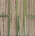 The ligule is very short and blunt.